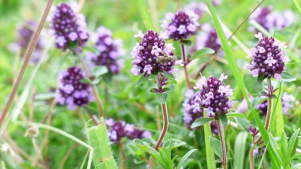 ուրց խոտ առնանդամի մեծացման համար